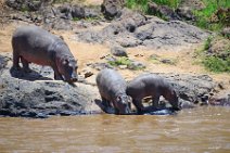 HIPPOS WITH BABY AT THE BANKS OF MARA RIVER - MASAI MARA - KENYA 21