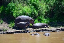 HIPPOS WITH BABY AT THE BANKS OF MARA RIVER - MASAI MARA - KENYA 4