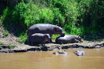 HIPPOS WITH BABY AT THE BANKS OF MARA RIVER - MASAI MARA - KENYA 5