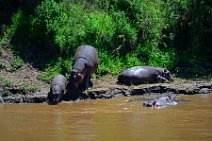 HIPPOS WITH BABY AT THE BANKS OF MARA RIVER - MASAI MARA - KENYA 6