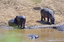 HIPPOS WITH BABY AT THE BANKS OF MARA RIVER - MASAI MARA - KENYA 7