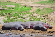 HIPPOS WITH BABY AT THE BANKS OF MARA RIVER - MASAI MARA - KENYA 8
