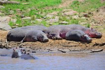 HIPPOS WITH BABY AT THE BANKS OF MARA RIVER - MASAI MARA - KENYA 9