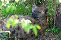 HYENA IN THE MASAI MARA - KENYA 1