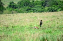 HYENA IN THE MASAI MARA - KENYA 2