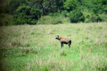 HYENA IN THE MASAI MARA - KENYA 3