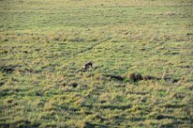 HYENA IN THE MASAI MARA - KENYA 5