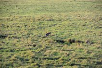 HYENA IN THE MASAI MARA - KENYA 6
