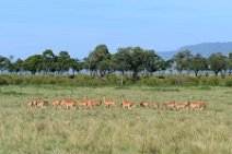 IMPALAS - MASAI MARA - KENYA 1