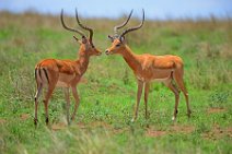 IMPALAS - MASAI MARA - KENYA 10