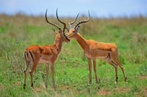 IMPALAS - MASAI MARA - KENYA 11