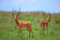 IMPALAS - MASAI MARA - KENYA 12