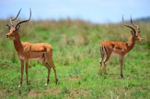 IMPALAS - MASAI MARA - KENYA 13