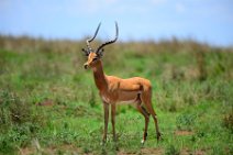 IMPALAS - MASAI MARA - KENYA 14