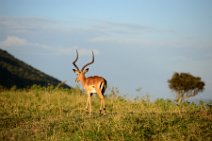 IMPALAS - MASAI MARA - KENYA 15