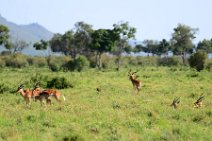 IMPALAS - MASAI MARA - KENYA 16