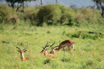 IMPALAS - MASAI MARA - KENYA 17