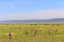 IMPALAS - MASAI MARA - KENYA 19
