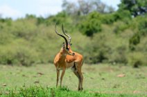 IMPALAS - MASAI MARA - KENYA 20