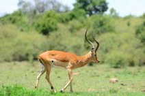 IMPALAS - MASAI MARA - KENYA 21