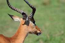 IMPALAS - MASAI MARA - KENYA 3