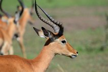 IMPALAS - MASAI MARA - KENYA 4
