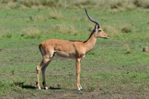 IMPALAS - MASAI MARA - KENYA 5