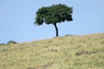 IMPALAS - MASAI MARA - KENYA 6