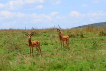 IMPALAS - MASAI MARA - KENYA 7