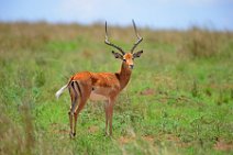 IMPALAS - MASAI MARA - KENYA 8