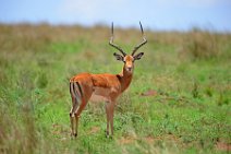 IMPALAS - MASAI MARA - KENYA 9