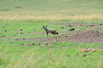 JACKAL - MASAI MARA - KENYA