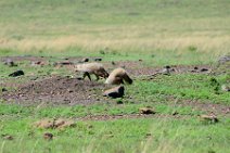 JACKALS - MASAI MARA - KENYA