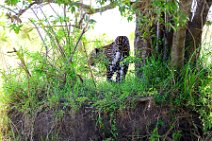 LEOPARD - MASAI MARA - KENYA 1