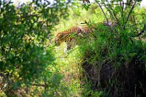 LEOPARD - MASAI MARA - KENYA 3