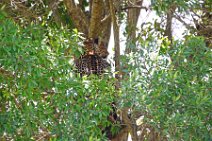 LEOPARD IN A TREE - MASAI MARA - KENYA 1