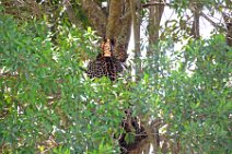 LEOPARD IN A TREE - MASAI MARA - KENYA 2