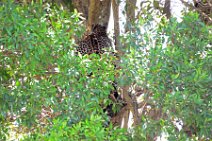LEOPARD IN A TREE - MASAI MARA - KENYA 3