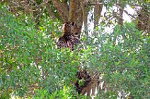 LEOPARD IN A TREE - MASAI MARA - KENYA 4