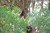 LEOPARD IN A TREE - MASAI MARA - KENYA 5