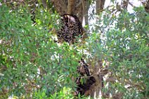 LEOPARD IN A TREE - MASAI MARA - KENYA 6