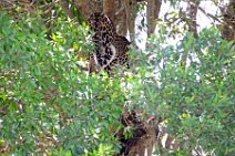 LEOPARD IN A TREE - MASAI MARA - KENYA 7