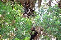 LEOPARD IN A TREE - MASAI MARA - KENYA 8