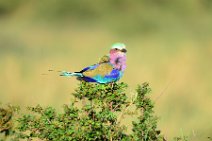 LILAC BREASTED ROLLER - CORACIAS CAUDATA - MASAI MARA - KENYA 1
