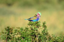 LILAC BREASTED ROLLER - CORACIAS CAUDATA - MASAI MARA - KENYA 2