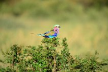 LILAC BREASTED ROLLER - CORACIAS CAUDATA - MASAI MARA - KENYA 3
