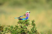 LILAC BREASTED ROLLER - CORACIAS CAUDATA - MASAI MARA - KENYA 4
