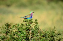 LILAC BREASTED ROLLER - CORACIAS CAUDATA - MASAI MARA - KENYA 5