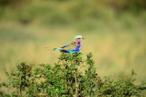 LILAC BREASTED ROLLER - CORACIAS CAUDATA - MASAI MARA - KENYA 7