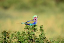 LILAC BREASTED ROLLER - CORACIAS CAUDATA - MASAI MARA - KENYA 8